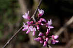 Eastern redbud